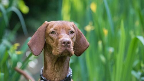 Hund vor grünem Hintergrund