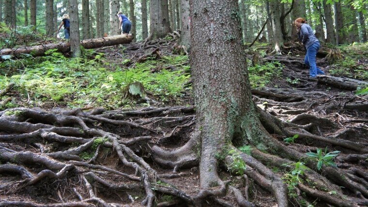 Wald