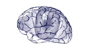 Brain small